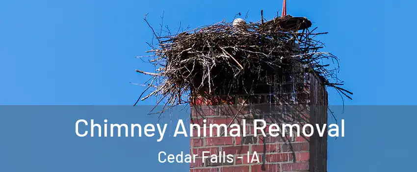 Chimney Animal Removal Cedar Falls - IA