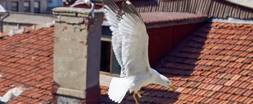 Residential Chimney Animal Removal Solution in Cedar Falls, IA